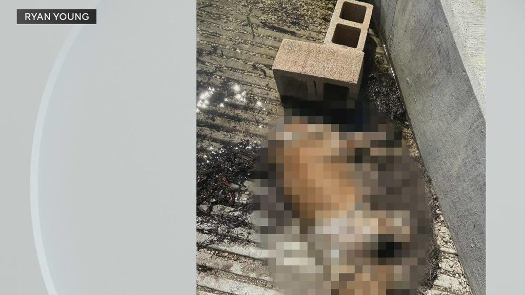 Miami police investigate after dog found dead underwater, tied to cinder blocks off Coconut Grove — CBS Miami, San Mateo Government news