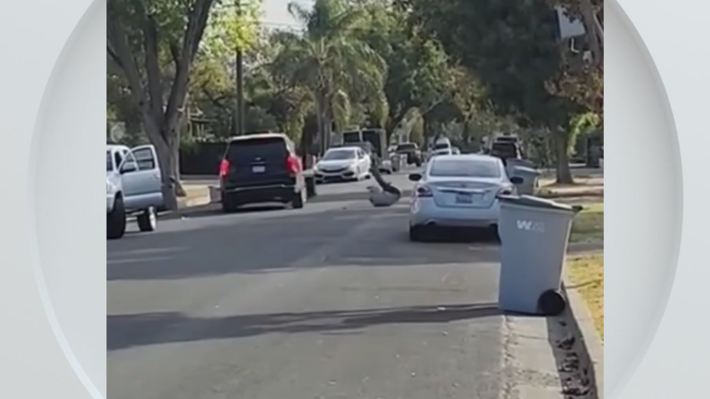 Federal immigration vehicle hits pedestrian in Woodland, police say — CBS Bay Area (KPIX), San Mateo Health news