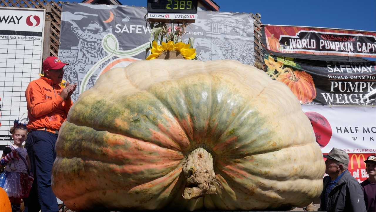 A giant pumpkin named Rocky gives a champion grower his California comeback
— ABC 7 Bay Area, San Mateo Schools news