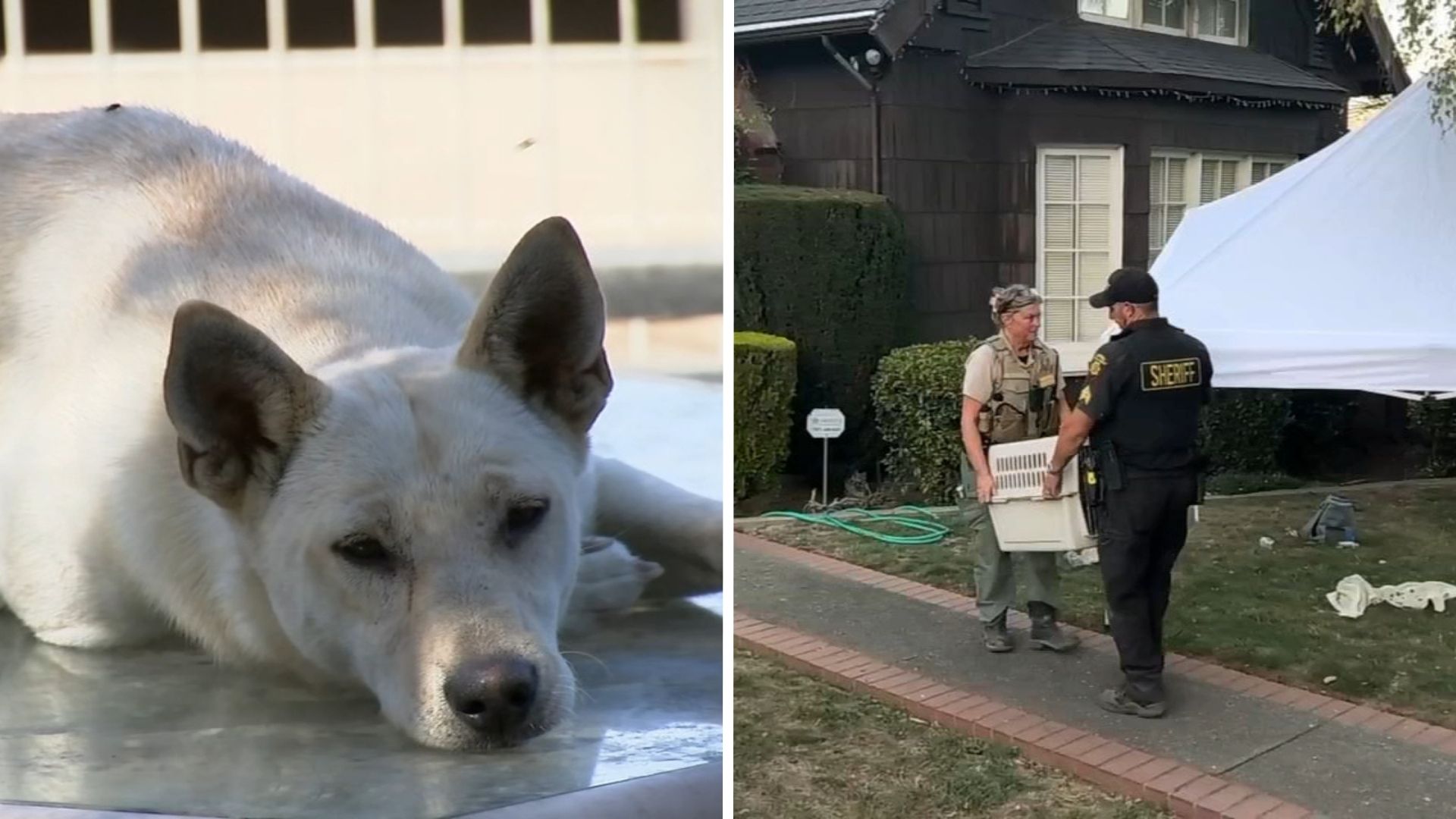 44 dogs removed from Vallejo 'hoarder' home linked to convicted breeder in animal cruelty case
— ABC 7 Bay Area, San Mateo Real Estate news