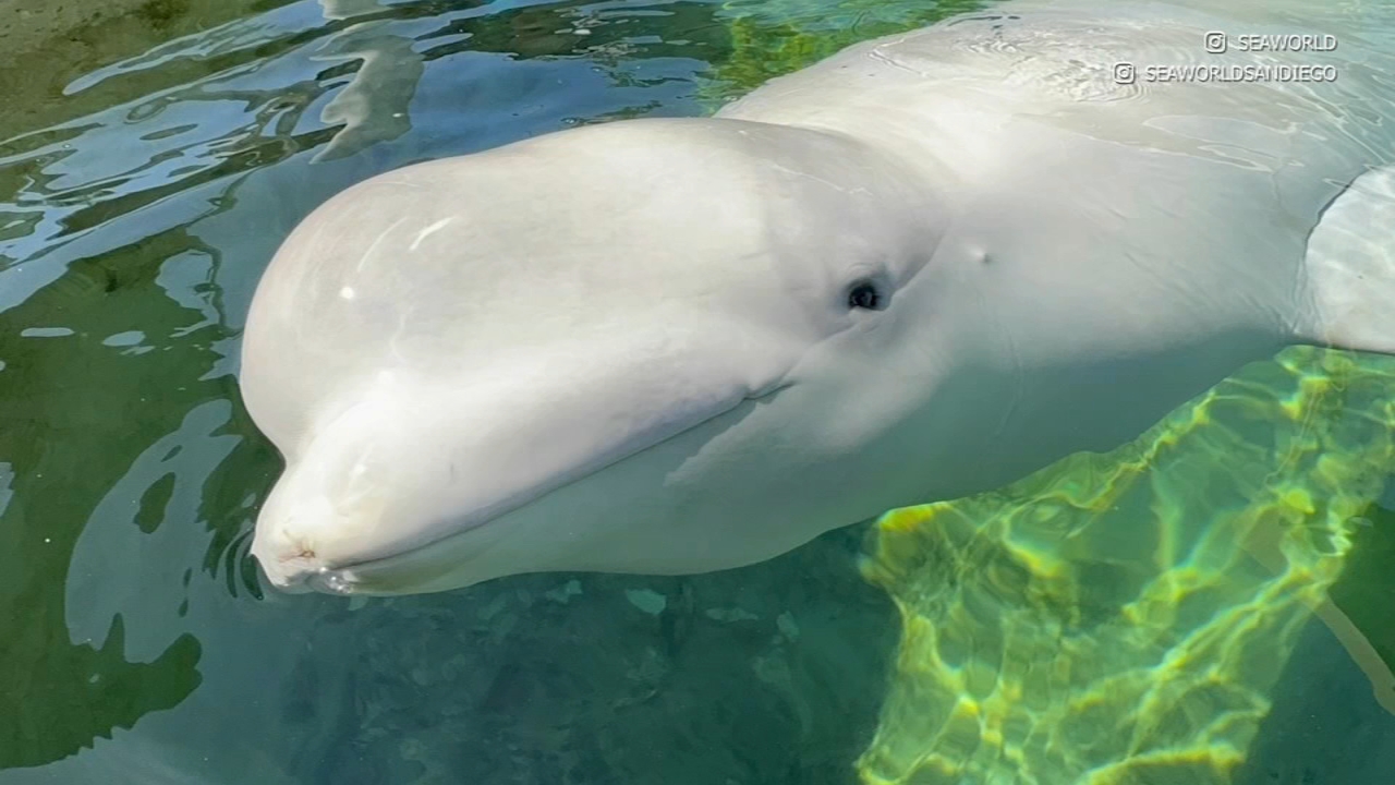 6th beluga whale rescued from Canada park dies at SeaWorld San Diego
       — ABC 7 Bay Area