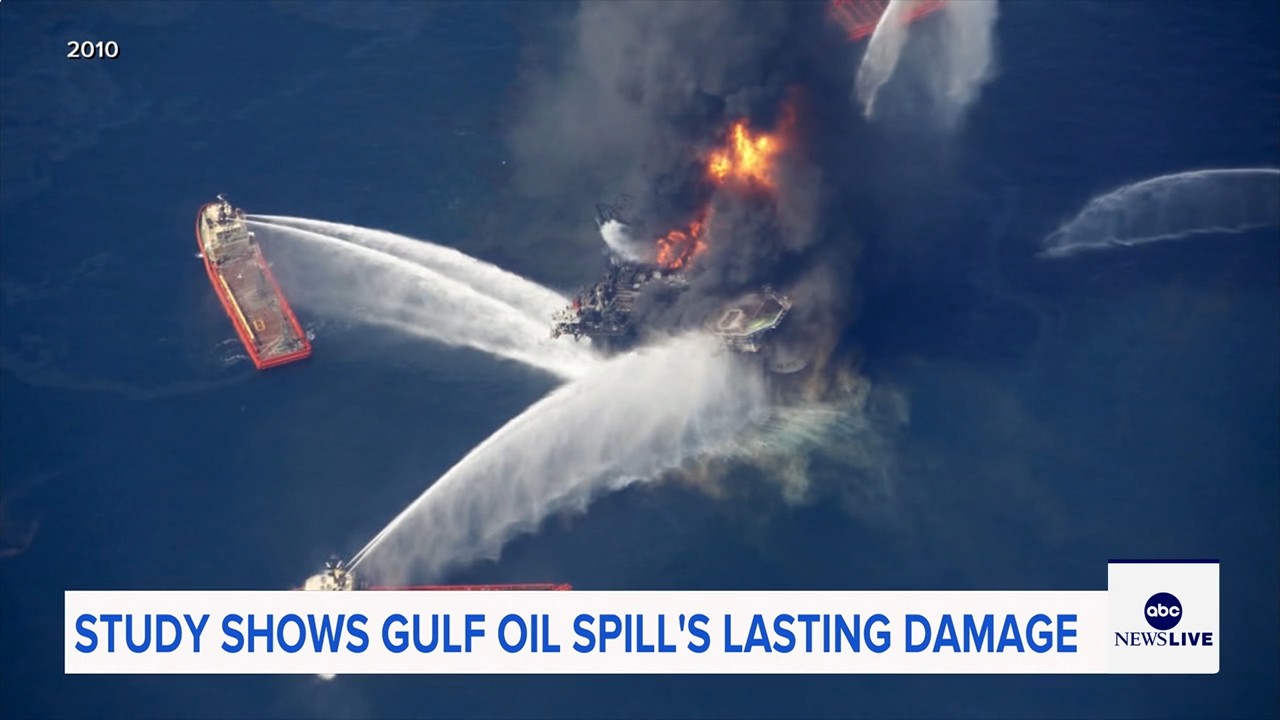 Marine life dramatically declined in Gulf of Mexico in years after BP oil spill, study finds

       — ABC 7 Bay Area, San Mateo Community news