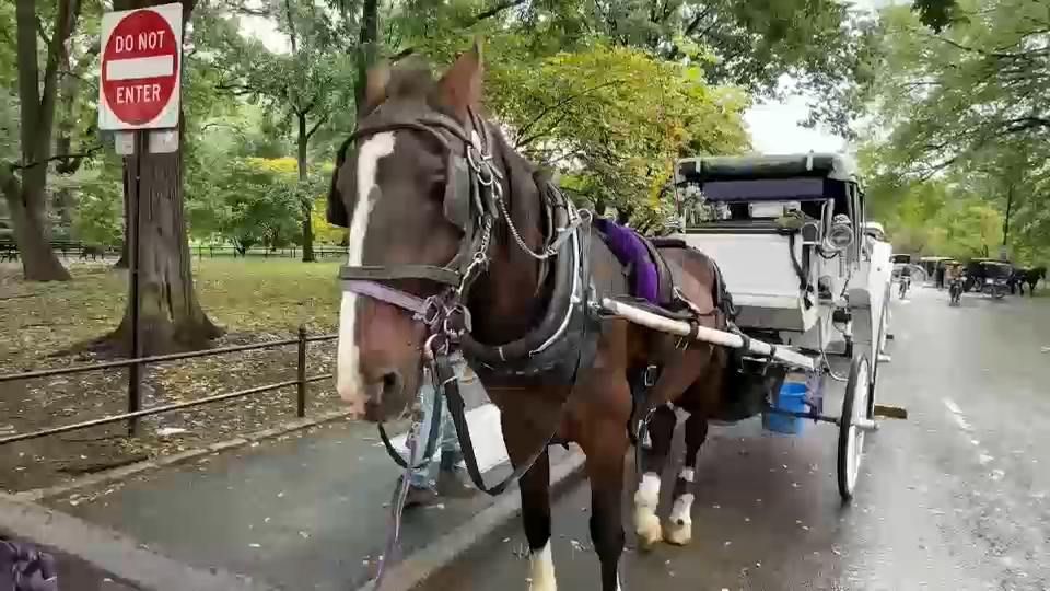 New York City Council passes law to phase out horse-drawn carriages by 2028
       — ABC 7 Bay Area, San Mateo Government news