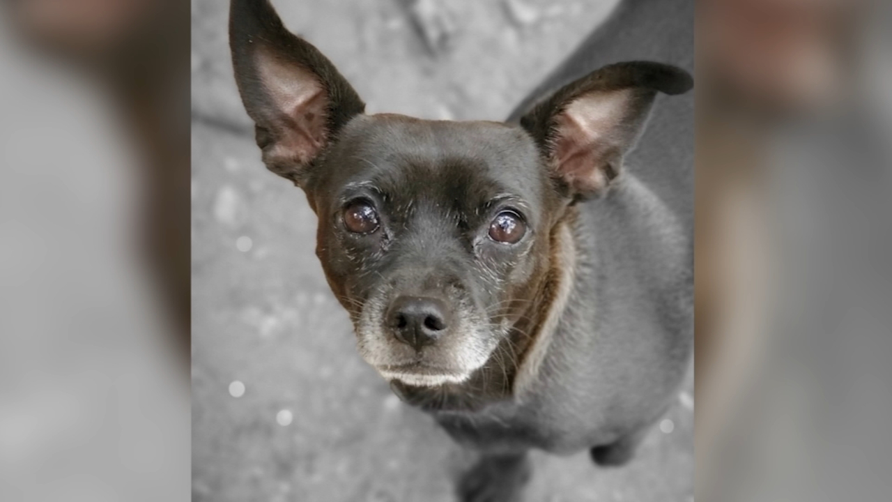 Oakland family seeks justice after dog attack that killed beloved pet: 'She was taken from us'
โ ABC 7 Bay Area