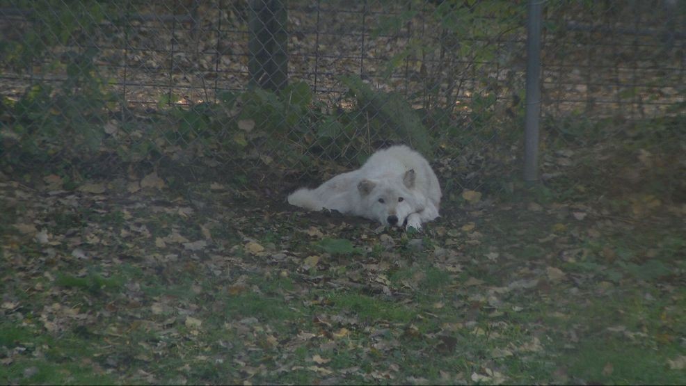 Bay Beach Wildlife Sanctuary plans 564-acre habitat restoration, construction eyed in 2028 — Fox 11 Green Bay Local, San Mateo Community news