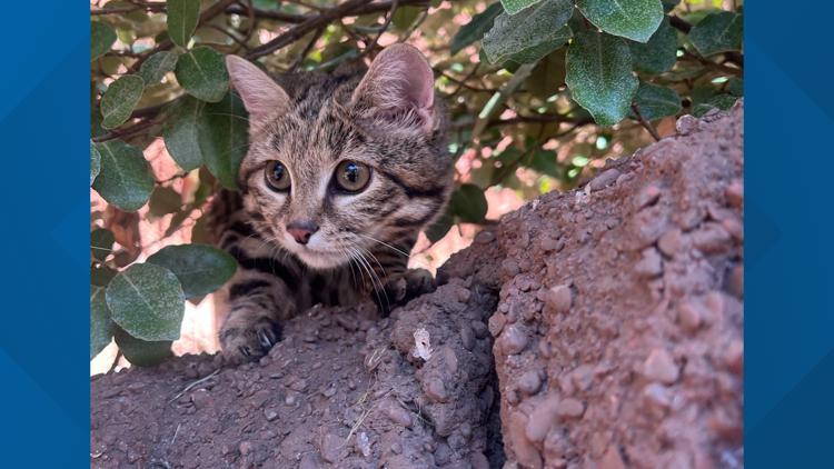 Maverick the Black-Footed Cat out on habitat at Cameron Park Zoo — KCEN (Central Texas), San Mateo Community news