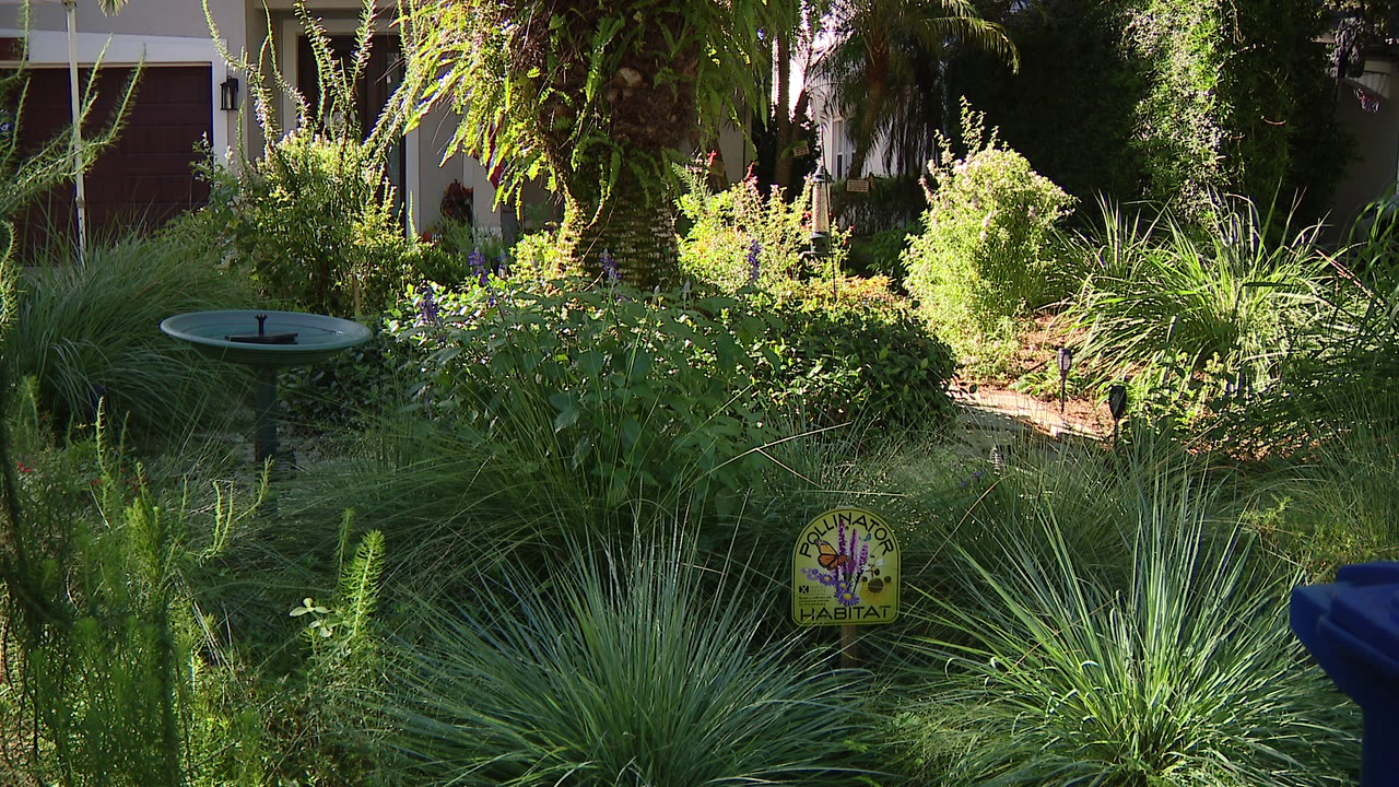 Florida city offers homeowners up to $3,000 to ditch thirsty grass — a move that slashes their water bills — KTVU FOX 2 Bay Area