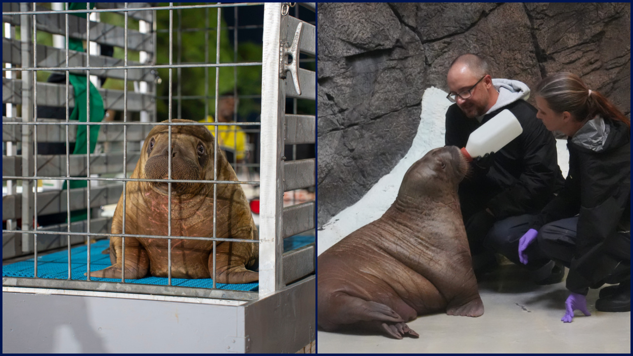 Orphaned baby walrus in Alaska flown 4,800 miles to new home in Florida — KTVU FOX 2 Bay Area, San Mateo Community news